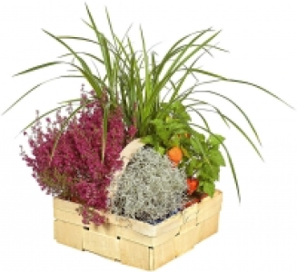 Kaufland  Herbstpflanzen im Spankorb