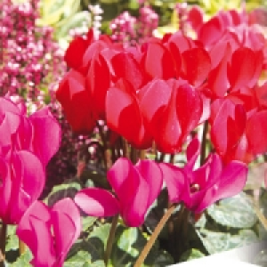 Freiland Alpenveilchen 4.89 €