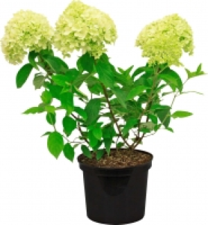 Rispenhortensie 9.80 €