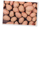 Ebl Naturkost Fränkische Rotschalige Kartoffeln Laura