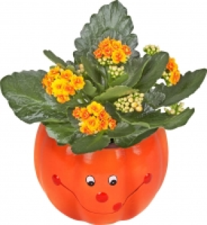 Herbstpflanzen 2.44 €