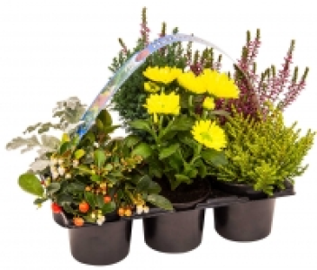 Herbstpflanzen 5.55 €
