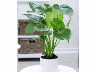 Lidl  Monstera,1 Pflanze