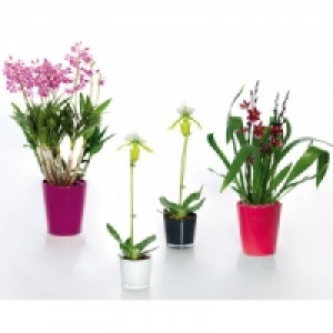 Exklusive Orchideen-Besonderheit 9.80 €