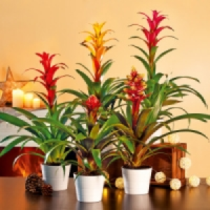 Bromelien-Besonderheit XL 5.99 €