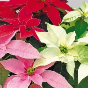 Norma  Weihnachtsstern Princettia Trio