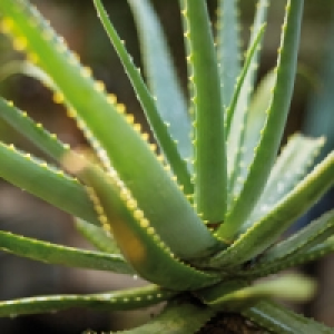 Aloe Vera 2.93 €