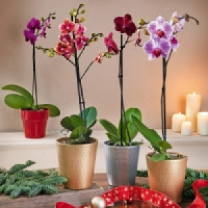 Orchideen-Sortiment 4.89 €