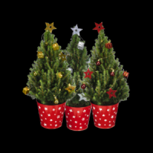 Picea im Zinktopf 9.81 €
