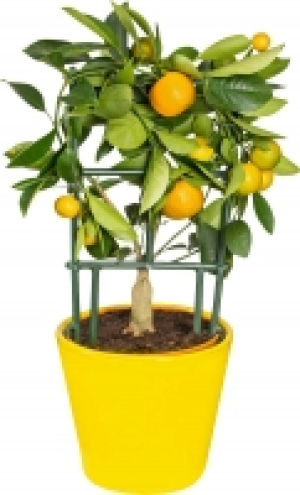 Zitruspflanzen in Keramik 9.95 €