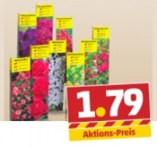 Sommerliche K&uuml;belpflanze