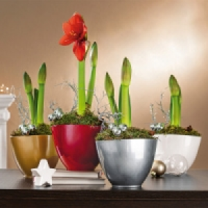 Amaryllis Arrangement 7.84 €