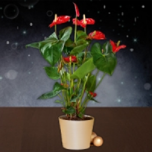 Flamingoblume Anthurie 4.85 €