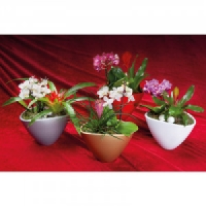 Exklusives Weihnachts-Arrangement 12.50 €