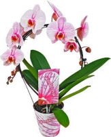 Kaufland  Orchideen Vielfalt im Übertopf