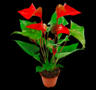 Flamingoblume 4.99&nbsp;&euro;