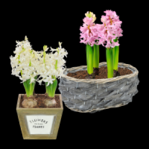 GARDENLINE Blumenzwiebeln im Gef&auml;&szlig; 3.99&nbsp;&euro;