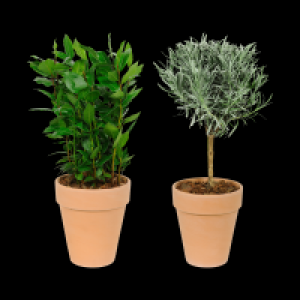 GARDENLINE Gew&uuml;rzst&auml;mmchen 4.99&nbsp;&euro;