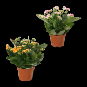 GARDENLINE Kalanchoe 1.99 €