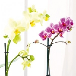 Midi-Phalaenopsis 6.99&nbsp;&euro;