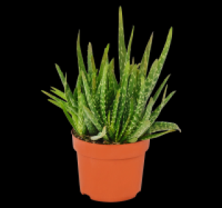 Aloe vera 2.99 €