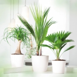 Hochwertige Grünpflanze 5.99 €