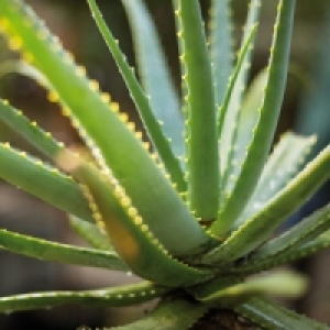 Aloe Vera 2.99 €