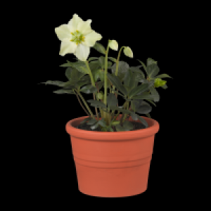 GARDENLINE Christrose (Helleborus) 2.99 €