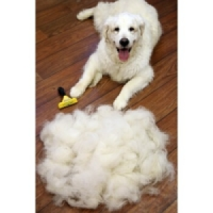 FURminator Hund S Kurzhaar (unter 5cm Felllänge) 17.49 €