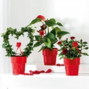 Valentinspflanzen 5.99 €