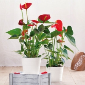 Flamingoblume Anthurie 4.99 €
