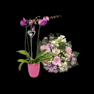 Orchidee Phalaenopsis 9.99 €