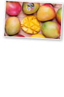 Ebl Naturkost Peruanische Genussreife Mango Kent