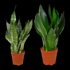 GARDENLINE Sansevieria 5.99&nbsp;&euro;