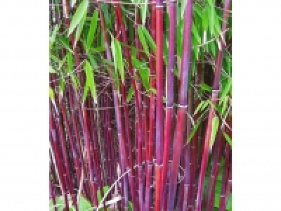 Roter Bambus Chinese Wonder, 1 Pflanze 16.99 €
