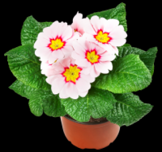 Primel 0.59&nbsp;&euro;