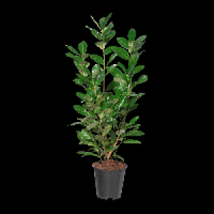 GARDENLINE Kirschlorbeer 4.59 €