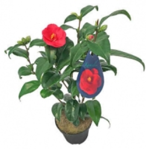 Kamelie 6.99 €