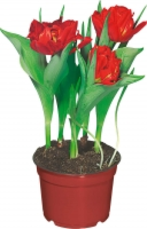 Tulpe 2.99 €