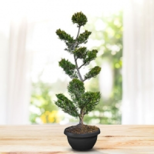 Aldi Süd  Baumzypresse Bonsai XL