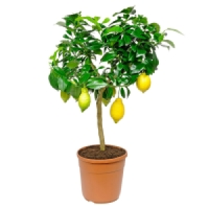 GARDENLINE® Mediterranes Stämmchen