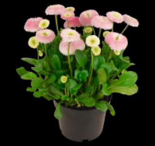 Gänseblümchen 1.29 €