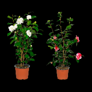 GARDENLINE Kamelie 9.99 €