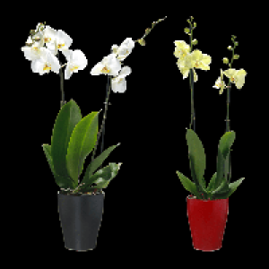 Aldi Nord Gardenline GARDENLINE Phalaenopsis (Schmetterlingsorchidee)