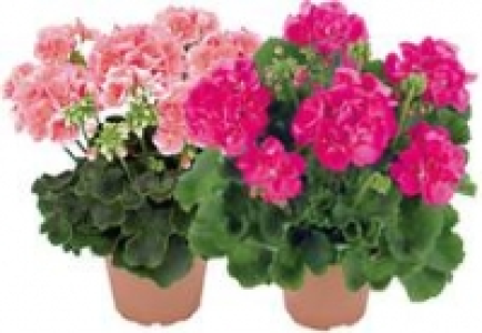 Geranie 1.79 €