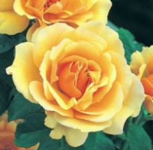 Beet- oder Edelrosen 17.99 €