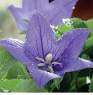 Ballonblume 2.49 €