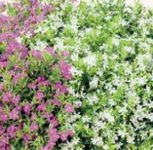 Köcherblümchen 1.99 €