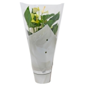 GARDENLINE® Flamingoblume