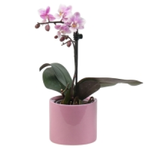 GARDENLINE® Mini-Orchidee im Topf 3.99 €